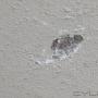 Uploaded by visitor on 2016/01/20 - Downgraded on paint spec...paint peeling