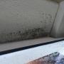 Uploaded by visitor on 2016/01/20 - Moist penetration through windows