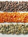LENTILS
