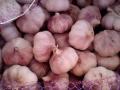 LOCAL-GARLIC