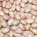 LOCAL-SUGAR-BEANS