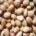 ROUND-SUGAR-BEANS