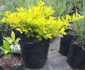 Duranta repens sheenas gold