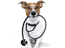Moreleta Park Animal Hospital