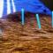 Acupuncture-for-pets