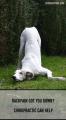 Veterinary or Animal Chiropractic for Pets