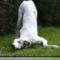Animal-Chiropractic-in-PE