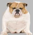 Overweight-Bulldog
