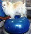 Physical Rehabilitation for Pets in Port Elizabeth