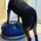 Physical-therapy-for-dogs