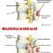 Veterinary-Chiropractic