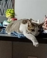 Posh Paws Cattery
