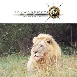 Inkwenkwezi