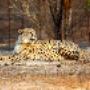 Martin the Cheetah