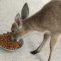 Our Duiker Easy eating dog food