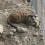 Uploaded by visitor on 2017/11/09 - One of our meerkats