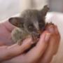 Uploaded by visitor on 2017/11/09 - Our bushbaby