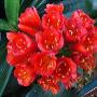 CLivia Nursery