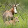 Blesbokke