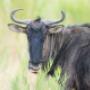 Blouwildebees