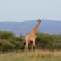 Giraffes