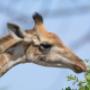 Giraffes