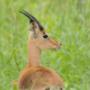 Impala