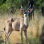 Kudu