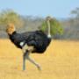 Ostrich