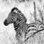 Zebras