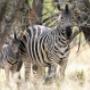 Zebras
