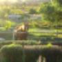 Paddocks