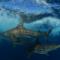 Blacktip sharks