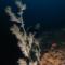 Cowrie reef, Rocky Bay reef systems.