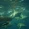 Scuba dive or snorkel with our beautiful Blacktip sharks all year round.