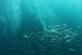 Sardine Run