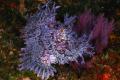 Reef diving Rocky Bay reef systems