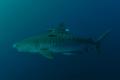 Diving with SHARKS