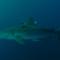 Blacktip-sharks