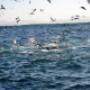 Uploaded by visitor on 2017/10/19 - Action sardine run 2017