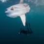 Uploaded by visitor on 2017/10/19 - Mola Mola aka sunfish during sardine run 2017