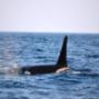 Uploaded by visitor on 2017/10/19 - Orca's teaching a calf hunting tactics - sardine run 2017