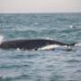 Uploaded by visitor on 2017/10/19 - Surprise visit by a sneaky Brydes whale on a bait ball