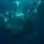 Uploaded by visitor on 2017/10/19 - bait ball chaos
