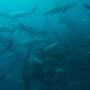 Uploaded by visitor on 2017/10/19 - sharks and more sharks with our bait ball action