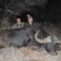 Buffalo