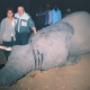 Elephant Hunting