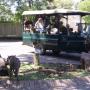 Safari Botswana