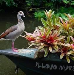 Illovo Nurseries