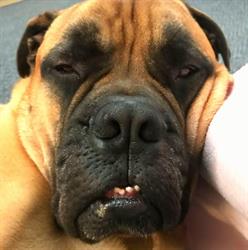 Maryvale Veterinary Clinic